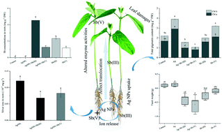 Graphical abstract: Mutual effects of silver nanoparticles and antimony(iii)/(v) co-exposed to Glycine max (L.) Merr. in hydroponic systems: uptake, translocation, physiochemical responses, and potential mechanisms