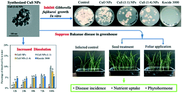 Graphical abstract: Copper sulfide nanoparticles suppress Gibberella fujikuroi infection in rice (Oryza sativa L.) by multiple mechanisms: contact-mortality, nutritional modulation and phytohormone regulation