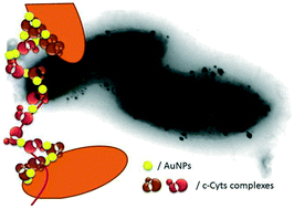 Graphical abstract: Respiratory Au nucleation and microelectrode techniques reveal key features of bacterial conductive matrix