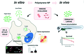 Graphical abstract: Polystyrene nanoplastics accumulate in ZFL cell lysosomes and in zebrafish larvae after acute exposure, inducing a synergistic immune response in vitro without affecting larval survival in vivo