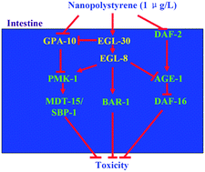 Graphical abstract: Response of intestinal Gα subunits to nanopolystyrene in nematode Caenorhabditis elegans
