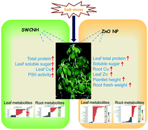 Graphical abstract: Comparative physiological and metabolomics analysis reveals that single-walled carbon nanohorns and ZnO nanoparticles affect salt tolerance in Sophora alopecuroides