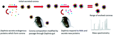 Graphical abstract: Mechanistic insights into toxicity pathways induced by nanomaterials in Daphnia magna from analysis of the composition of the acquired protein corona
