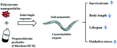 Graphical abstract: Joint toxic effects of polystyrene nanoparticles and organochlorine pesticides (chlordane and hexachlorocyclohexane) on Caenorhabditis elegans