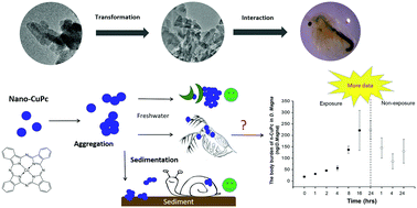 Graphical abstract: A “point-of-entry” bioaccumulation study of nanoscale pigment copper phthalocyanine in aquatic organisms
