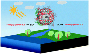 Graphical abstract: Impact of surface adsorbed biologically and environmentally relevant coatings on TiO2 nanoparticle reactivity