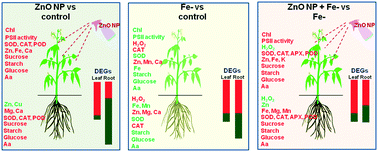 Graphical abstract: Physiological, transcriptomic, and metabolomic analyses reveal zinc oxide nanoparticles modulate plant growth in tomato