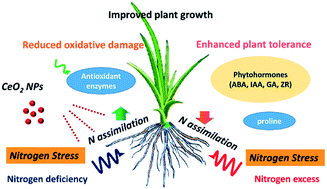 Graphical abstract: Alleviation of nitrogen stress in rice (Oryza sativa) by ceria nanoparticles
