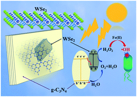 Graphical abstract: Few-layered tungsten selenide as a co-catalyst for visible-light-driven photocatalytic production of hydrogen peroxide for bacterial inactivation