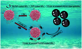 Graphical abstract: Mechanistic study of oil adsorption onto PVP-coated magnetic nanoparticles: an integrated experimental and molecular dynamics study to inform remediation