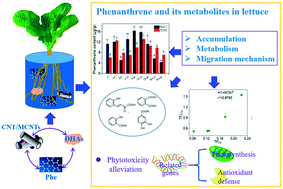 Graphical abstract: Accumulation of phenanthrene and its metabolites in lettuce (Lactuca sativa L.) as affected by magnetic carbon nanotubes and dissolved humic acids