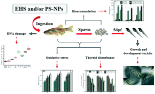 Graphical abstract: Interactive transgenerational effects of polystyrene nanoplastics and ethylhexyl salicylate on zebrafish