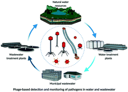 Graphical abstract: Emerging investigator series: bacteriophages as nano engineering tools for quality monitoring and pathogen detection in water and wastewater