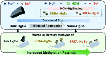 Graphical abstract: Natural organic matter facilitates formation and microbial methylation of mercury selenide nanoparticles