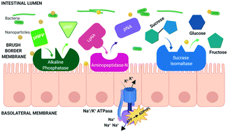 Graphical abstract: The role of metal oxide nanoparticles, Escherichia coli, and Lactobacillus rhamnosus on small intestinal enzyme activity