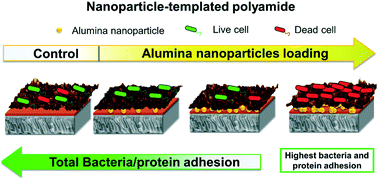 Graphical abstract: Nanoparticle-templated polyamide membranes for improved biofouling resistance