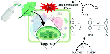 Graphical abstract: Chitosan/tripolyphosphate nanoformulation carrying paraquat: insights on its enhanced herbicidal activity