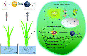Graphical abstract: Gold nanoparticles synthesized using melatonin suppress cadmium uptake and alleviate its toxicity in rice