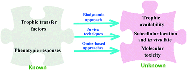 Graphical abstract: Transfer and toxicity of silver nanoparticles in the food chain
