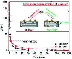 Graphical abstract: Inducing non-stoichiometry in nano-hydroxyapatite for ultra-fast sequestration of uranyl ions in water: mechanism delineation using XAS