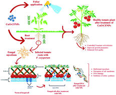 Graphical abstract: Inhibition mechanism of green-synthesized copper oxide nanoparticles from Cassia fistula towards Fusarium oxysporum by boosting growth and defense response in tomatoes