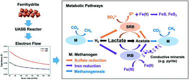 Graphical abstract: Insight into ferrihydrite effects on methanogenesis in UASB reactors treating high sulfate wastewater: reactor performance and microbial community