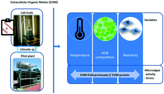Graphical abstract: Production of microalgal external organic matter in a Chlorella-dominated culture: influence of temperature and stress factors