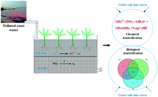 Graphical abstract: Adding ferrous ions improved the performance of contaminant removal from low C/N coastal wastewater in constructed wetlands