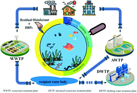 Graphical abstract: Ecotoxicological effects of disinfected wastewater effluents: a short review of in vivo toxicity bioassays on aquatic organisms