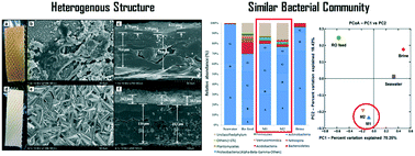 Graphical abstract: Structural heterogeneity yet high similarity of the microbial community on reverse osmosis membrane-driven biofilms during seawater desalination