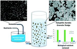 Graphical abstract: Granulation of the autochthonous planktonic bacterial community of seawater for saline wastewater treatment