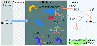Graphical abstract: Understanding the composition and spatial distribution of biological selenate reduction products for potential selenium recovery