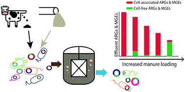 Graphical abstract: Livestock manure improved antibiotic resistance gene removal during co-treatment of domestic wastewater in an anaerobic membrane bioreactor