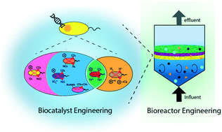 Graphical abstract: Emerging investigator series: emerging biotechnologies in wastewater treatment: from biomolecular engineering to multiscale integration