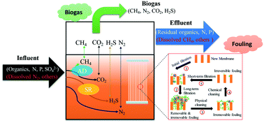 Graphical abstract: A review of anaerobic membrane bioreactors for municipal wastewater treatment with a focus on multicomponent biogas and membrane fouling control