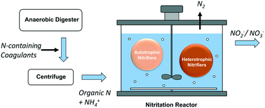 Graphical abstract: Impacts of nitrogen-containing coagulants on the nitritation/denitrification of anaerobic digester centrate