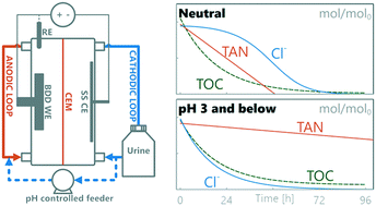Graphical abstract: Electrochemical system for selective oxidation of organics over ammonia in urine