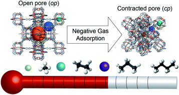 Graphical abstract: The role of temperature and adsorbate on negative gas adsorption transitions of the mesoporous metal–organic framework DUT-49