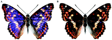 Graphical abstract: The lesser purple emperor butterfly, Apatura ilia: from mimesis to biomimetics