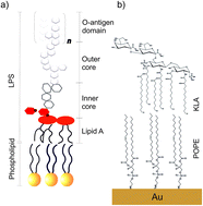 Graphical abstract: Structural changes in the model of the outer cell membrane of Gram-negative bacteria interacting with melittin: an in situ spectroelectrochemical study