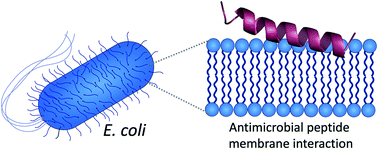 Graphical abstract: Impact of antimicrobial peptides on E. coli-mimicking lipid model membranes: correlating structural and dynamic effects using scattering methods
