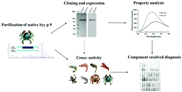 Graphical abstract: Cloning, expression and comparison of the properties of Scy p 9, a Scylla paramamosain allergen