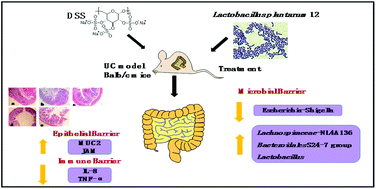 Graphical abstract: The ameliorative effect of Lactobacillus plantarum-12 on DSS-induced murine colitis