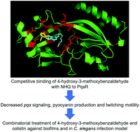 Graphical abstract: Vanillin inhibits PqsR-mediated virulence in Pseudomonas aeruginosa