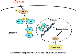 Graphical abstract: Lysine inhibits apoptosis in satellite cells to govern skeletal muscle growth via the JAK2-STAT3 pathway