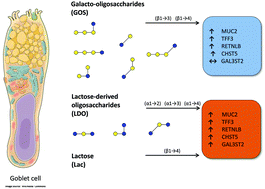 Graphical abstract: The impact of oligosaccharide content, glycosidic linkages and lactose content of galacto-oligosaccharides (GOS) on the expression of mucus-related genes in goblet cells