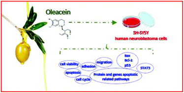 Graphical abstract: Oleacein inhibits STAT3, activates the apoptotic machinery, and exerts anti-metastatic effects in the SH-SY5Y human neuroblastoma cells