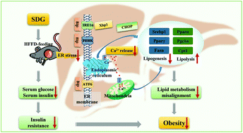 Graphical abstract: Secoisolariciresinol diglucoside alleviates hepatic lipid metabolic misalignment involving the endoplasmic reticulum–mitochondrial axis