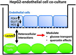 Graphical abstract: The effect of quercetin on endothelial cells is modified by heterocellular interactions