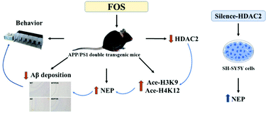 Graphical abstract: Up-regulation of neprilysin mediates the protection of fructo-oligosaccharides against Alzheimer's disease